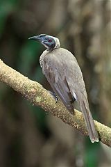 Helmeted Friarbird